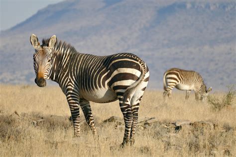 Mountain Zebra Facts, Habitat, Conservation Status, Zoo Populations, Pictures And More On Zoo ...