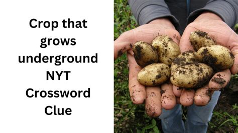 Crop that grows underground NYT Crossword Clue - December 25 2024