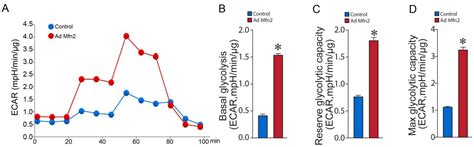 Novel Relationship between Mitofusin 2-Mediated Mitochondrial ...