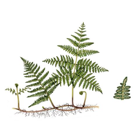 Illustrating Bracken and Ferns - Lizzie Harper