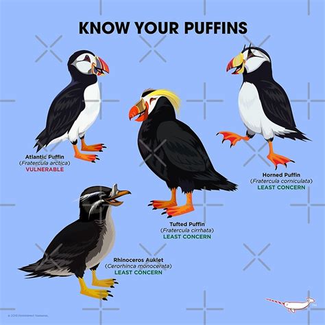Puffin | Pics4Learning