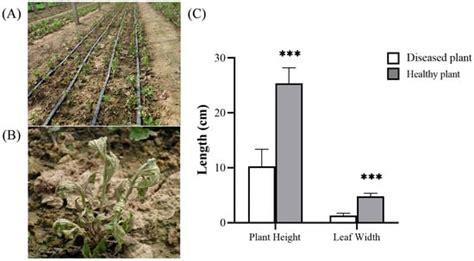 A Study of Soil-Borne Fusarium Wilt in Continuous Cropping ...