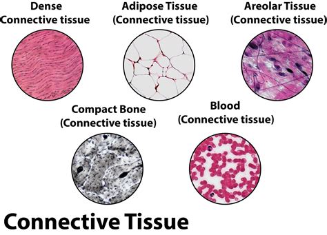 Reticular Connective Tissue Location And Function at Cristy Fields blog
