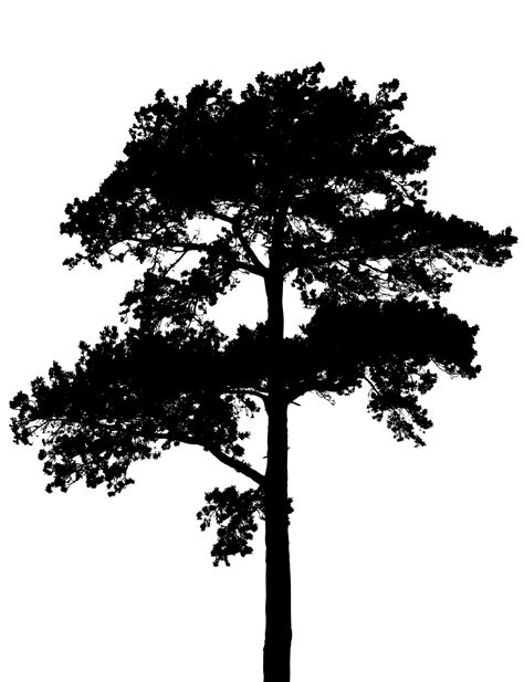 Tree Silhouette Free Stock Photo - Public Domain Pictures
