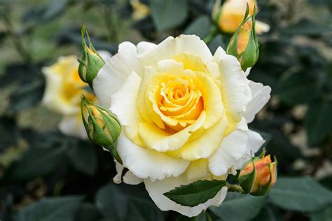 Yellow Rose Bush Varieties Sunshine Flower Carpet Rose Bushes For