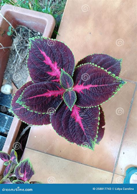 Dark Purple Leaves Plants Kingswood Torch Leaf Top View in a Backyard ...