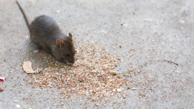 Hantavirus Disease: Deadly rat disease claims lives in the US, are ...