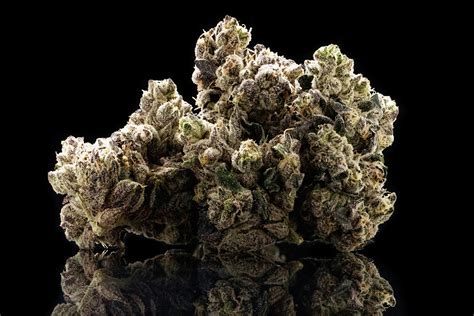 Sour Cheese - Pearl Pharma