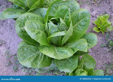 Romaine Lettuce Salad Plant Stock Photo - Image of plant, lettuce ...