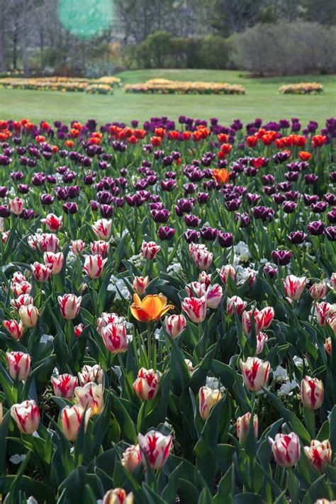 My Musings: Tulip Festival at Thanksgiving Point