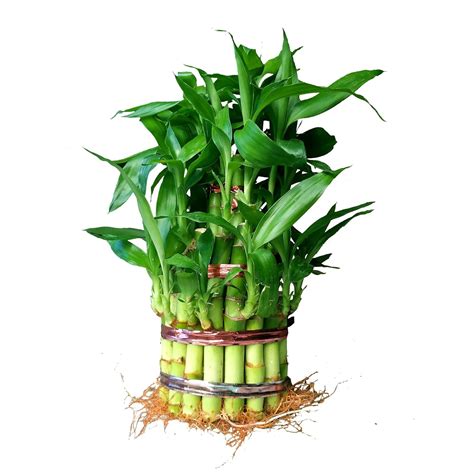 3 Layer Lucky Bamboo Plant, Without pot, Indoor Feng Shui Plant for ...