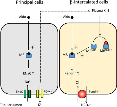 30 YEARS OF THE MINERALOCORTICOID RECEPTOR: Mineralocorticoid receptor ...
