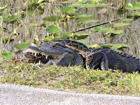 Image result for Alligator Eating Snake Burmese Python