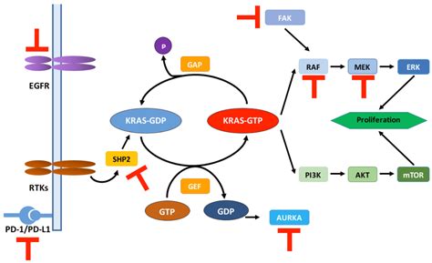 Targeting KRAS in PDAC: A New Way to Cure It?