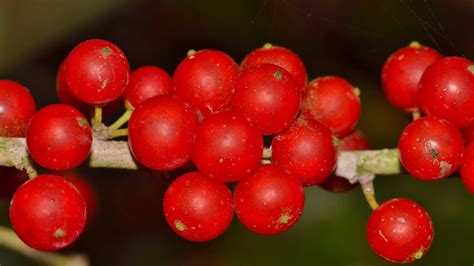 Awaken Your Taste Buds: Indigenous Breakfast Delights for a Vibrant Morning