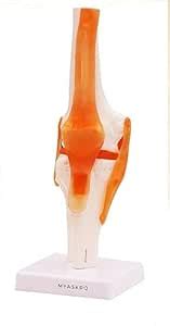 ACUTREE Knee Joint Model with Flexible Ligaments, Life-Size Anatomical ...