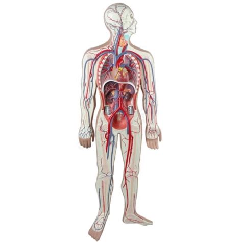 Image result for Blood Circulation Model