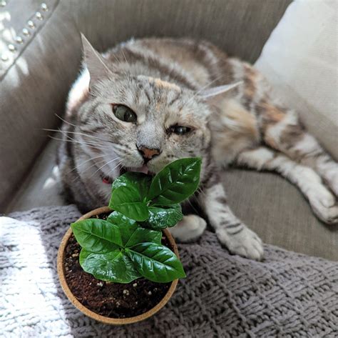 Monstera Alternatives Pet Safe: Best Houseplants for Pets - Indoor Plants