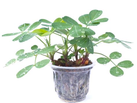 Can You Grow Peanuts In Containers - Learn About Peanut Plant Care In Pots