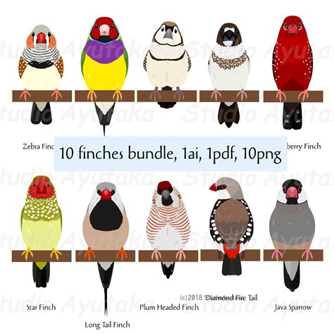 Types Of Finches Darwin's Finches: Definition, Theory & Evolution - species of finches