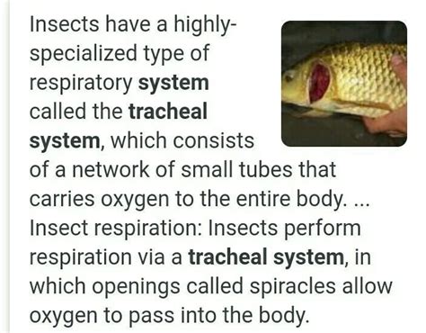 An organism with tracheal system - Brainly.in