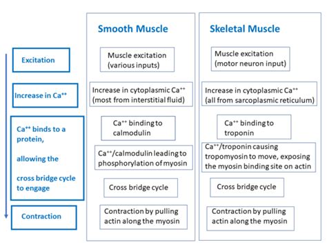 Image result for Smooth Muscle Function