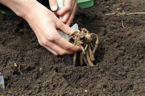 How To Plant Dahlia Tubers In Pots at Darrell Coria blog