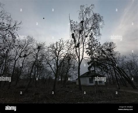 Gloomy abandoned location. Crow's nests in the trees Stock Photo - Alamy