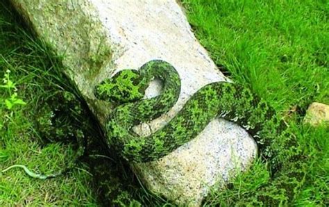 世界上最贵的毒蛇，中国莽山烙铁头蛇（100万一条）_小狼观天下