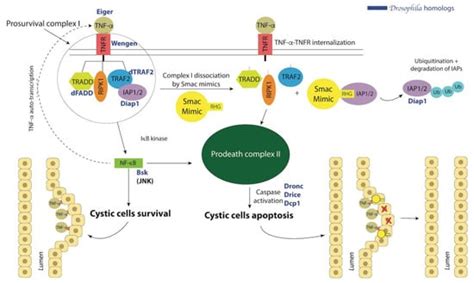 Modeling Neoplastic Growth in Renal Cell Carcinoma and Polycystic ...