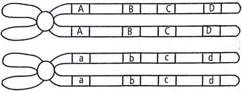 Given diagram shows a pair of homologous chromosomes during meiosis ...