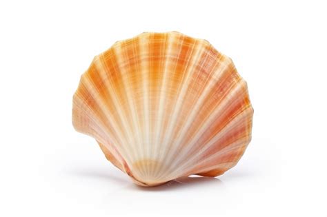 Image result for Linux Shell White Background