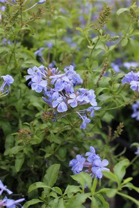 Plumbago auriculata 'Imperial Blue' - Devil Mountain Wholesale Nursery