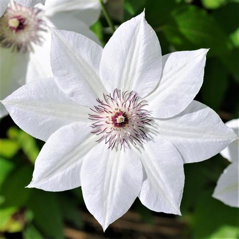 Clematis Varieties