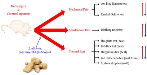The Effect of Ginger and Its Sub-Components on Pain