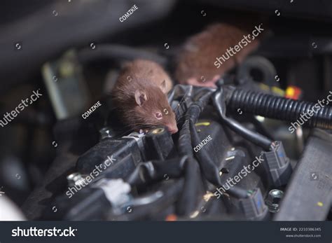 1,431 Rat Nests Images, Stock Photos & Vectors | Shutterstock