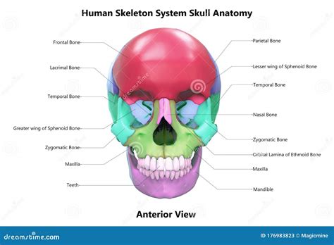 Human Skeleton System Skull Bone Parts Described with Labels Anatomy ...