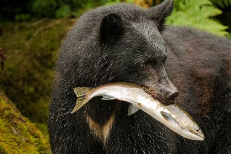 What do Black Bears Eat? Discover The Black Bear Diet (with Photos ...