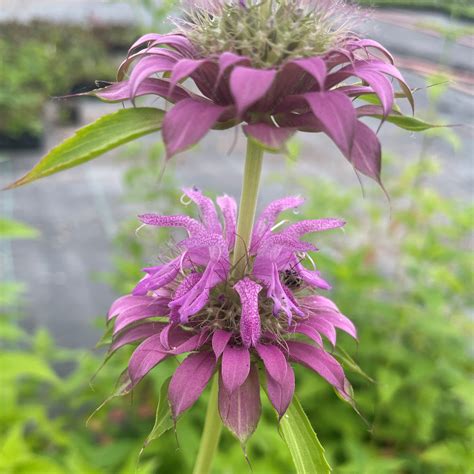 Monarda didyma 'Panorama Mix' - Bee Balm (4" Pot) | Little Prince of ...