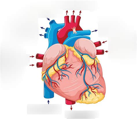 Cardiovascular System 的图像结果