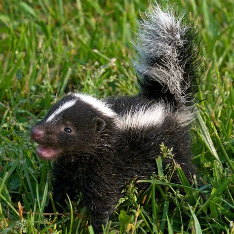 Skunks As Pets - baby fox or skunk