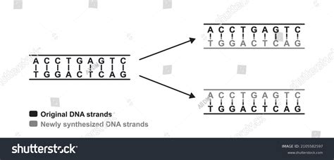 DNA Replication Model Labeled 的图像结果