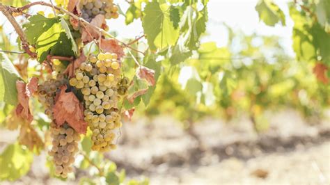 Trebbiano Toscano: An In-Depth Grape Profile