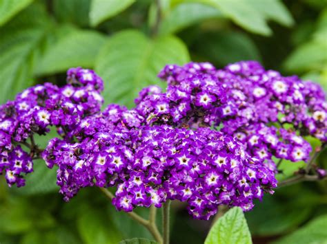 8 Annuals that are Perfect for Container Gardening - what is the scent of heliotrope