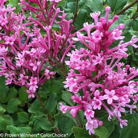 Bloomerang® Dwarf Pink Lilac | Plant Addicts