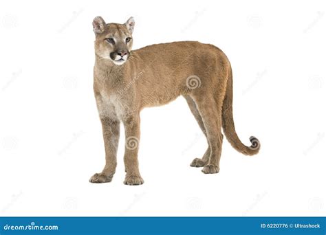 León de montaña foto de archivo. Imagen de tiro, despredador - 6220776