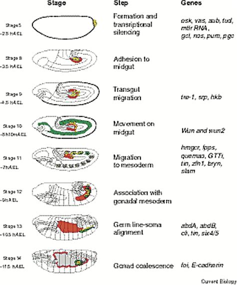 Migration Of Germ Cells