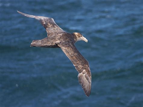 Giant Petrel Bird Facts: Profile, Traits, Range, Diet, Description ...