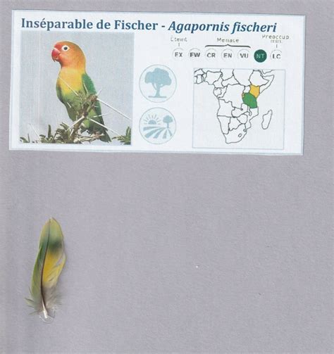 Image result for Inseparable De Fischer