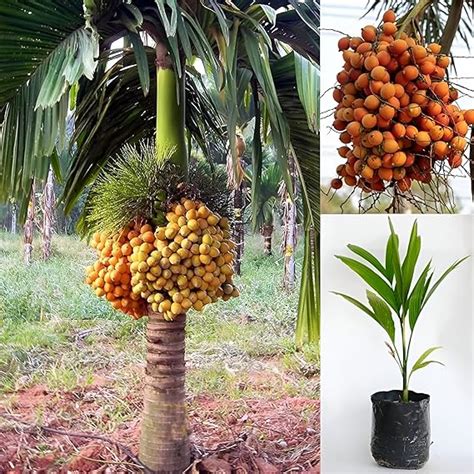 GLOBQRO Thai Arecanut,Supari,Betel Nut Healthy Live Plant, Actual Plant ...